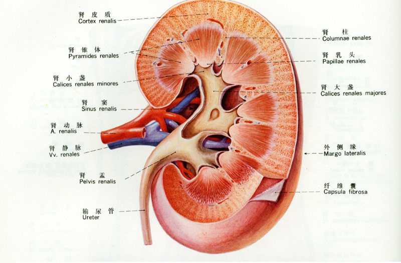 人体器官肾脏为什么叫腰子