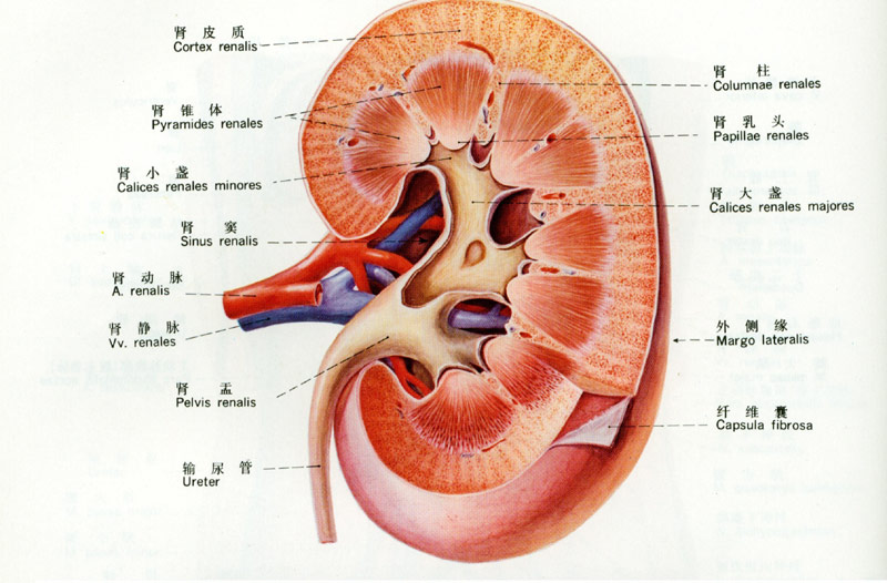 肾 器官图片